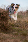 laufender junger Australian Shepherd