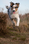 laufender junger Australian Shepherd