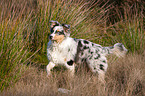 laufender junger Australian Shepherd