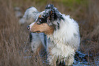 stehender junger Australian Shepherd