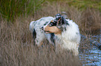 stehender junger Australian Shepherd