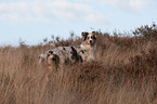 stehender junger Australian Shepherd