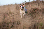 rennender junger Australian Shepherd