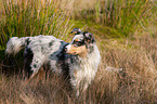 stehender junger Australian Shepherd