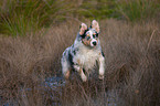 rennender junger Australian Shepherd