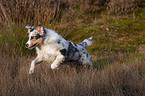 rennender junger Australian Shepherd