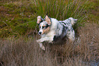 rennender junger Australian Shepherd