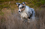 rennender junger Australian Shepherd