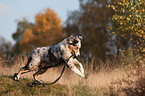 rennender junger Australian Shepherd