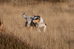 laufender junger Australian Shepherd