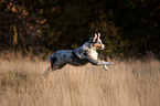 rennender junger Australian Shepherd