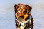 Australian Shepherd Portrait