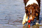 Australian Shepherd