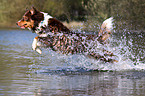 rennender Australian Shepherd