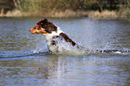 rennender Australian Shepherd