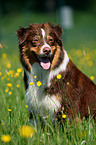 Australian Shepherd