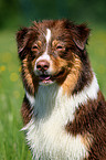 Australian Shepherd Portrait