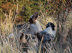 Australian Shepherds