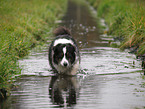 Australian Shepherd
