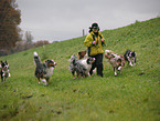 Frau und Australian Shepherds