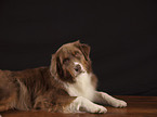 Australian Shepherd