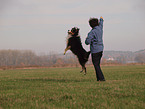 spielender Australian Shepherd