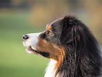 Australian Shepherd Portrait