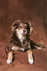 Australian Shepherd