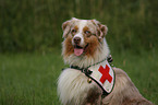 Australian Shepherd Portrait