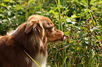 Australian Shepherd Portrait