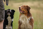 Australian Shepherd und Border Collie