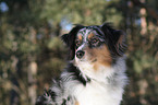 Australian Shepherd Portrait