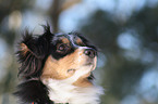 Australian Shepherd Portrait