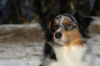 Australian Shepherd Portrait