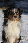 Australian Shepherd Portrait