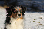 Australian Shepherd Portrait