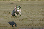 junger Australian Shepherd