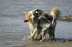 spielende Australian Shepherds