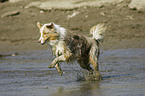 rennender Australian Shepherd