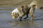 spielender Australian Shepherd