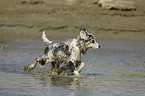 junger Australian Shepherd