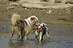 spielende Australian Shepherd