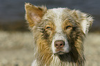 Australian Shepherd Portrait