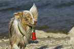 spielender Australian Shepherd