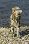 rennender Australian Shepherd