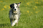 junger Australian Shepherd