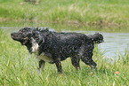 Australian Shepherd schttelt sich