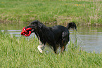 spielender Australian Shepherd