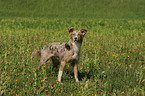 Australian Shepherd