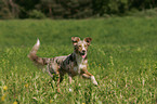 laufender Australian Shepherd